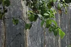 Pflaster- & Natursteine Bild 22