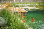 Stauden am Wasser