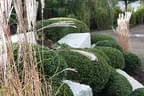 Pflanzendetail mit Buchs