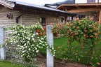 Bepflanzung Bild 25