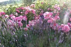 Rosenbeet
