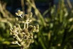 Bepflanzung Bild 33