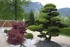 Eiben Bonsai