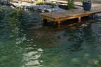 Holzsteg in Naturpool