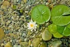 Eder`s NATUR PUR (Teichtyp I) Bild 3