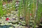 Eder`s NATUR PUR (Teichtyp I)