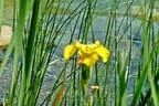 Eder`s NATUR PUR (Teichtyp I) Bild 7