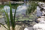 Eder`s NATURNAH (Teichtyp II) Bild 20