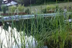 naturnaher Schwimmteich