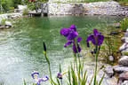 Naturpool organisch geformt