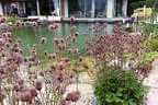 Eder`s NATUR-POOL (Teichtyp IV) Bild 9