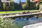 Eder`s NATUR-POOL (Teichtyp IV) Bild 4
