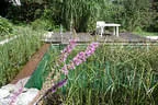 Eder`s NATUR-POOL (Teichtyp IV) Bild 31