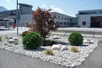 gewerbliches Grün am Parkplatz
