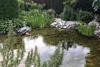 Zierteich im Garten