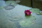 Seerose