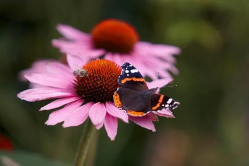 Pflege-einer-Blumenwiese