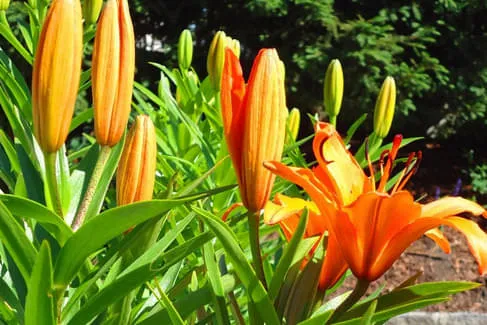 Bepflanzung-Hoehepunkte-im-Gartenjahr